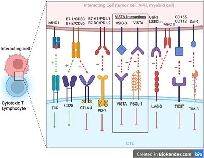 VISTA expression and patient selection for immune-based anticancer therapy